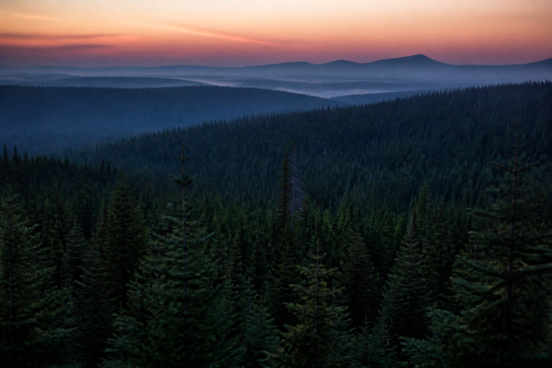 Forest overlook